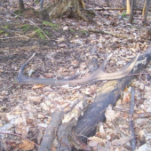 Shoz z Bílé Vody-Jesenicko