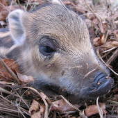 Já jsem pořádný divočák!