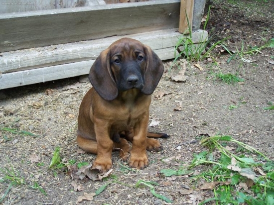 Falco z Rožnovských vrchů-to byl ještě štěně