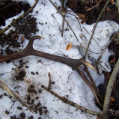 Vyvrácený jasan,sníh a celkem pěkný osmerák
