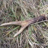 Parádní shoz našla manželka-bližší pohled