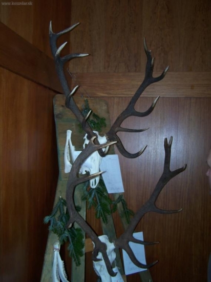 Jeleni - Chovatelská přehlídka Rapotín