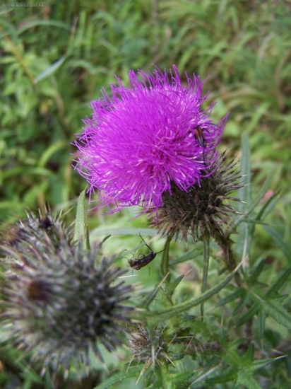 I na to se dá podívat...?