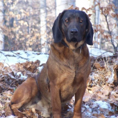 Falko