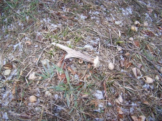 Po vycházce s Falkem