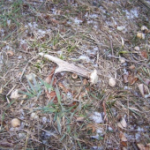 Po vycházce s Falkem