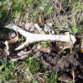 Letošní srnčí shoz č.9