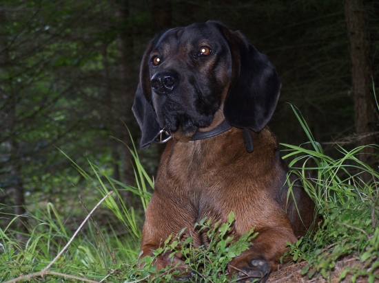 Falko z rožnovských pasek