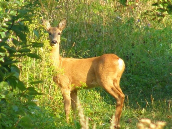 kukuč