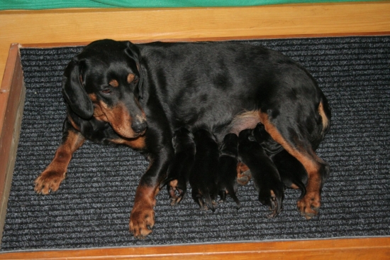 Tessy a jej  prvé štence.