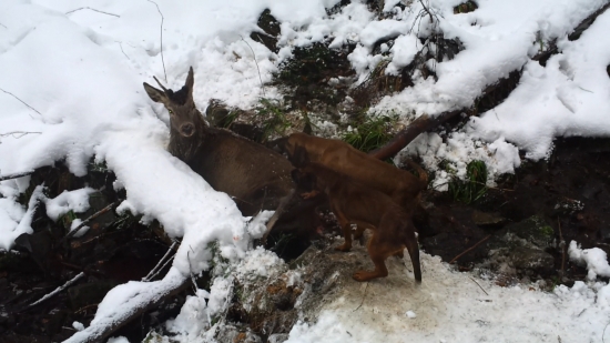 Záver jednej úspešnej dohľadávky 2012