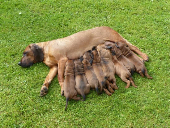 Ňuchači z CHS Mútňanská dolina