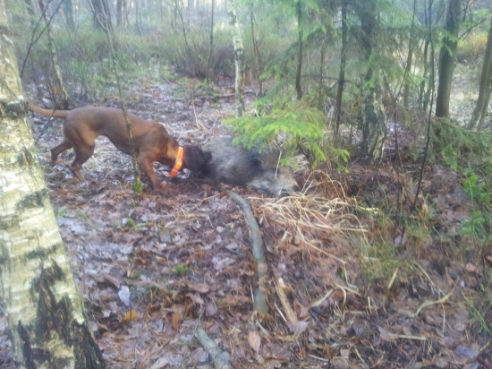 Diviačik v poslednom ťažení...