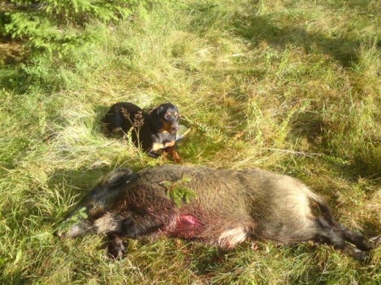 Ďalší dohľadaný...(V poradí 5 tento rok)