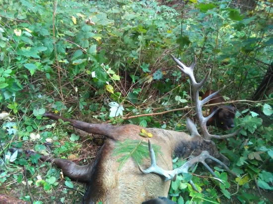 Jeleň - predný beh