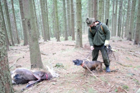 Aris - hlási jelienka