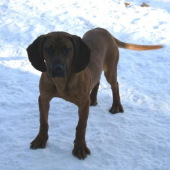 DITA Vrátna dolina 7 mes.