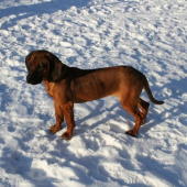 Moja DITA Vrátna dolina o: XERO vom Wolfsborn a m: CESY z Prameňov Turca