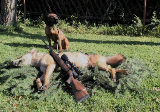 DITA a Mútňanský vlk