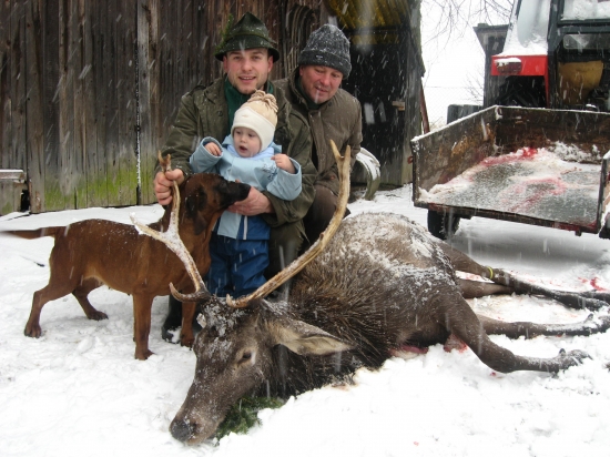 Jeleň druhej vekovej triedy