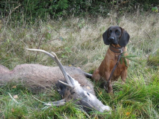 Úspešná dohľadávka