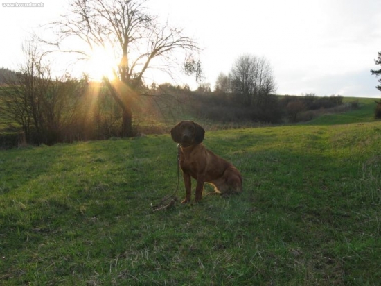 CINDA - Vrátna Dolina,CACIB,CAC,výborná,PF 2c.IHF 1c