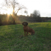 CINDA - Vrátna Dolina,CACIB,CAC,výborná,PF 2c.IHF 1c