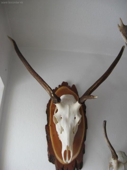 Otcove rarity