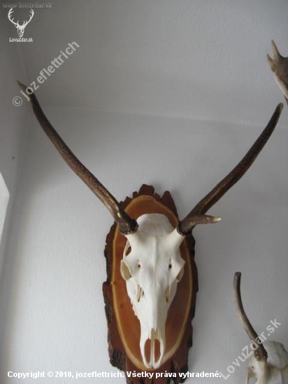 Otcove rarity