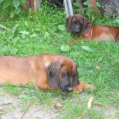 Bavorský farbiar 2010 - chovná stanica Bročkeje dolina