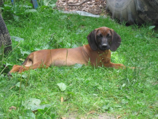 Bavorský farbiar 2010 - chovná stanica Bročkeje dolina