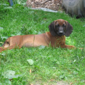 Bavorský farbiar 2010 - chovná stanica Bročkeje dolina