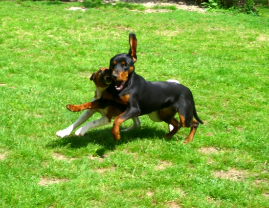 No počkaj keď ťa chytím...