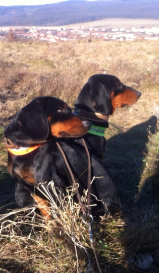 Flegmatická chvíľka medzi pohonmi