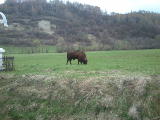 zubor
