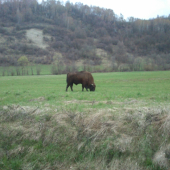 zubor