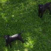 Beky Sisky haj a Ewee Tanya Yankey Staff