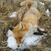 druhá v tomto roku (sobotňajšia)