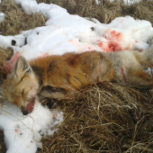 tretia ( nedeľňajšia )