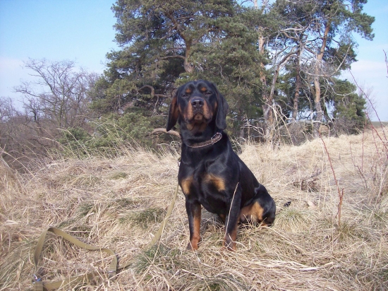 tomík v krásnej přírodě