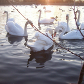 krása na řece ohři u žatce