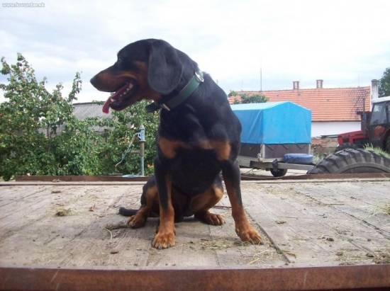 náš pomocník Rony