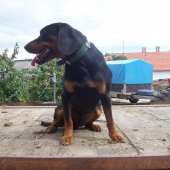 náš pomocník Rony