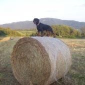 pomocník při senosečích