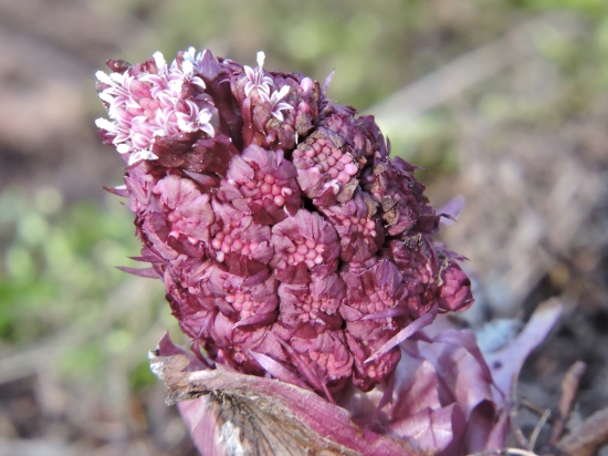 Devětsil lékařský