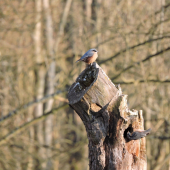 sameček upravuje vchod do dutiny stromu