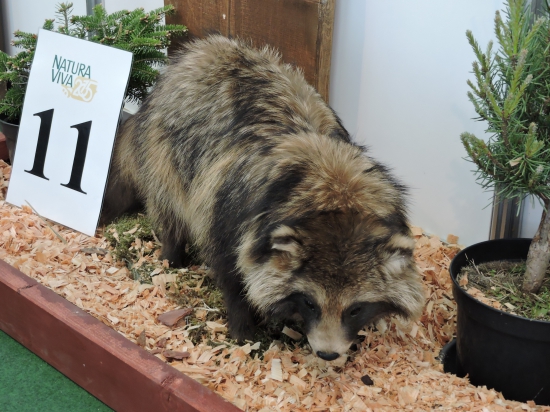 výstava a zajímavé preparace