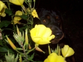 pes a kytky