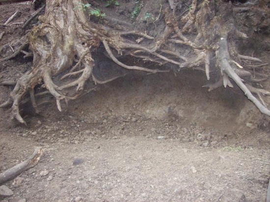 co dokážou divočáci