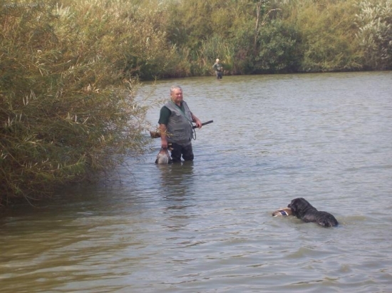 PES PŘÍTEL ČLOVĚKA